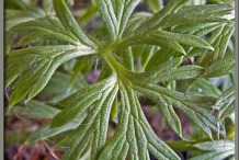 Leaves-of-Pasque-Flower plant