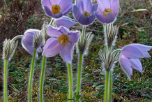Pasque-Flower-Plant