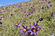 Pasque-Flower-growing-on-the-hill