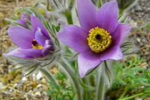 Pasque-Flower-on-the-plant