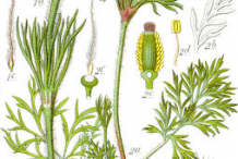 Pasque-Flower-plant-Illustration