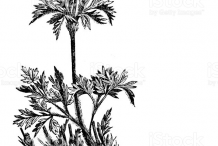 Pasque-Flower-plant-Sketch