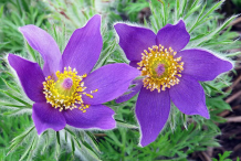 Pasque-Flower