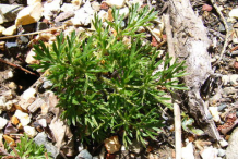 Small-Pasque-Flower-plant