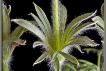 Stem-of-Pasque-Flower plant