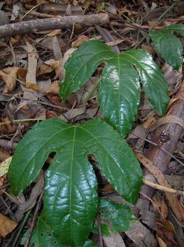 Passion-fruit-Leaves