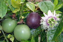 Passion-fruit-&-Flower