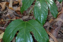 Passion-fruit-Leaves