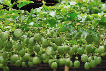 Passion fruit on the vine