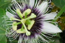 Passion-fruit-flower