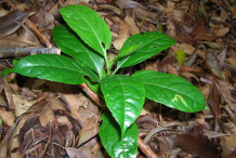 Small-Passion-fruit-plant