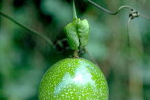 Unripe-Passion-fruit