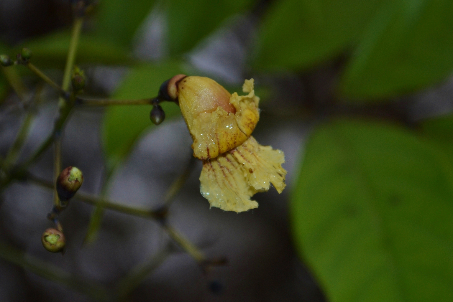 Flower-of-Patala