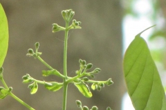 Flower-bud-of-Patala