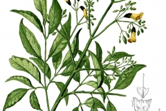 Plant-illustration-of-Patala