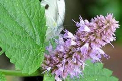 Closer-view-of-flowers-of-Patchouli