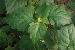 Closer-view-of-leaves-of-Patchouli