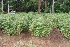 Commercially-grown-Patchouli-plant