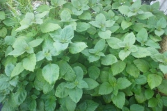 Leaves-of-Patchouli
