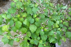Patchouli-plant-grown-on-pot
