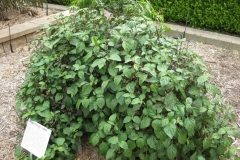 Patchouli-plant