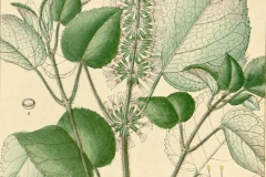Plant-Illustration-of-Patchouli