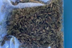 Seeds-of-Patchouli