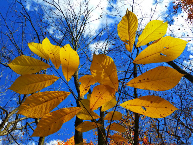 Fall-Leaves-of-Pawpaw