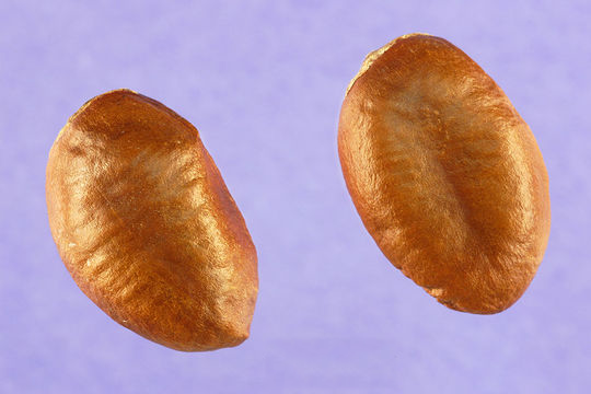Seeds-of-Paw-paw-fruit