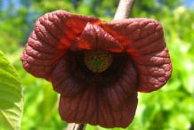 Closer-view-of-Flower