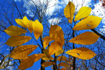 Fall-Leaves-of-Pawpaw