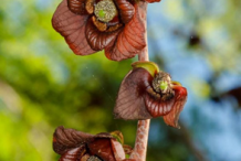 Flowers-of-Paw-paw-plant