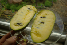 Half-cut-paw-paw-fruit