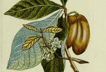 Illustration-of-Paw-paw-plant