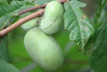 Paw-paw-fruit