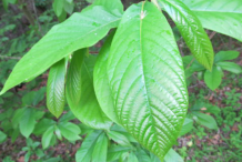 Paw-paw-leaves