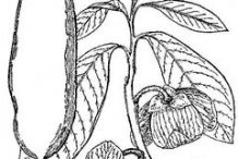 Sketch-of-Paw-paw-plant