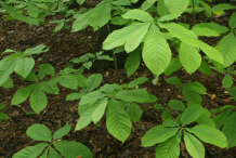 Small-paw-paw-plants