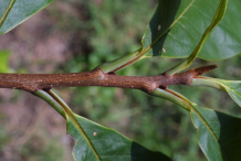 Twig-of-Paw-paw-plant