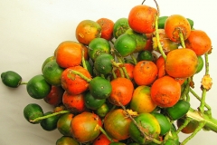 Peach-palm-fruit