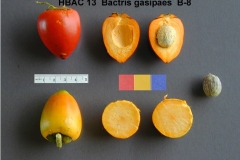 Peach-palm-half-fruit