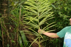 Peach-palm-leaves
