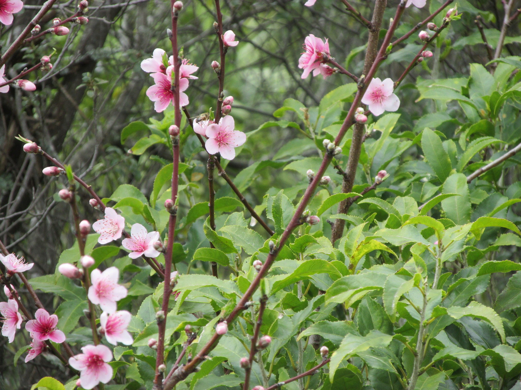 Peach-flowers