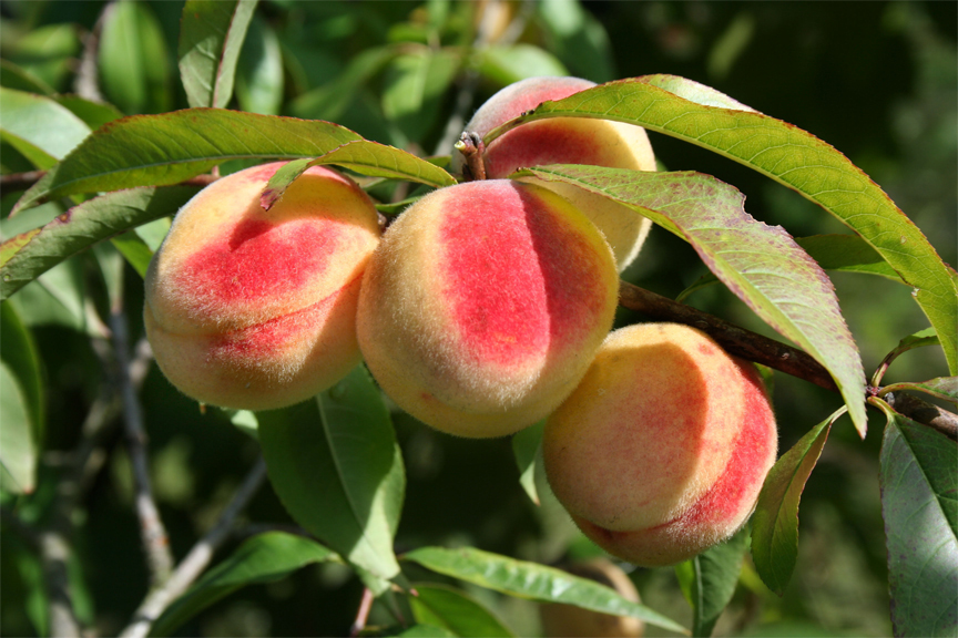 Ripe-peach-fruit