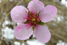 Close-up-flower-of-Peach