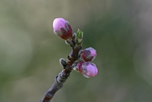 Flower-bud-of-Peach