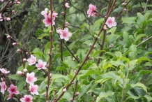Peach-flowers
