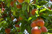 Peach-fruit-in-the-tree