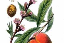 Peach-illustration
