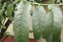 Peach-leaves